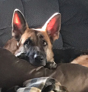 Meet your Posher, Sunshine’s